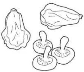 M-SYSTEM MKRV122 - Conseils pour la conservation des aliments - 1