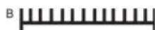 BOMANN BS 958 CB - Nozzle accessories - 2