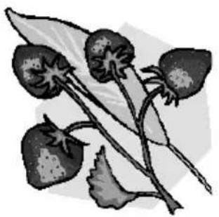 QUIGG GTEM03 - Sorbet aux praises - 1