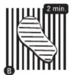 Broil King Baron 540 Pro - ASADO DIRECTO - 2