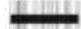 PROLINE MC95 - Riz croquant - 1