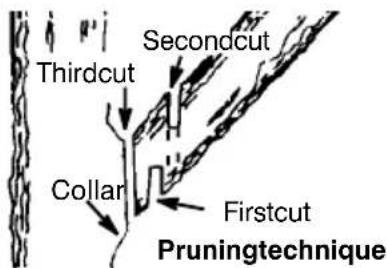 MCCULLOCH CS 400T - PRUNING - 1