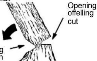 MCCULLOCH CS 360T - NOTCHCUTANDFELLINGTHE TREE - 2
