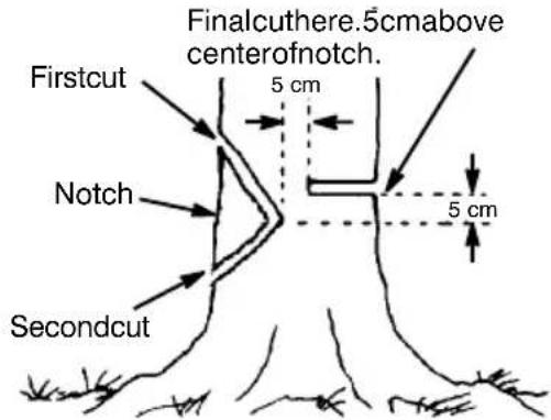 MCCULLOCH CS 360T - NOTCHCUTANDFELLINGTHE TREE - 1
