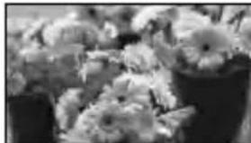 SONY DEV5K - Notas - 2