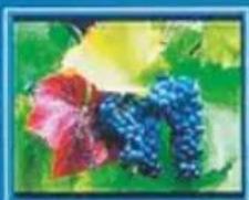 HAMA 00095290 - Photo - 9