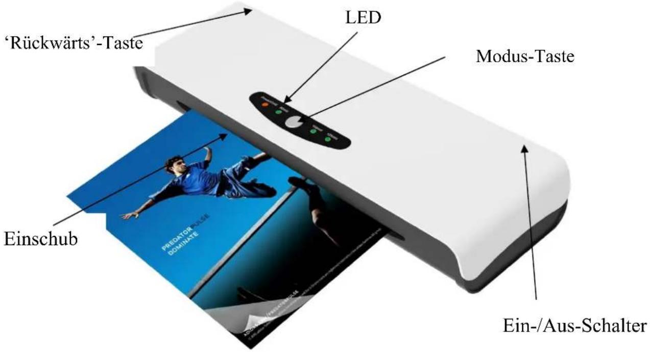 Pavo AlaskaVigo A4 - 1