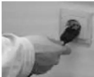 Pavo 1st - CONSIGNES D'UTILISATION - 1