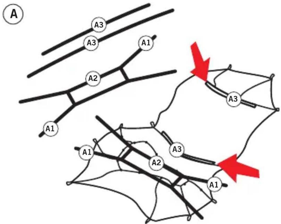 Vaude Chapel L 3P - SILICONIZED - 1