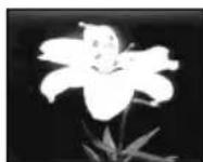 SONY DCRTRV40E - Verwendung der Spezialeffekte - Picture Effect - 4