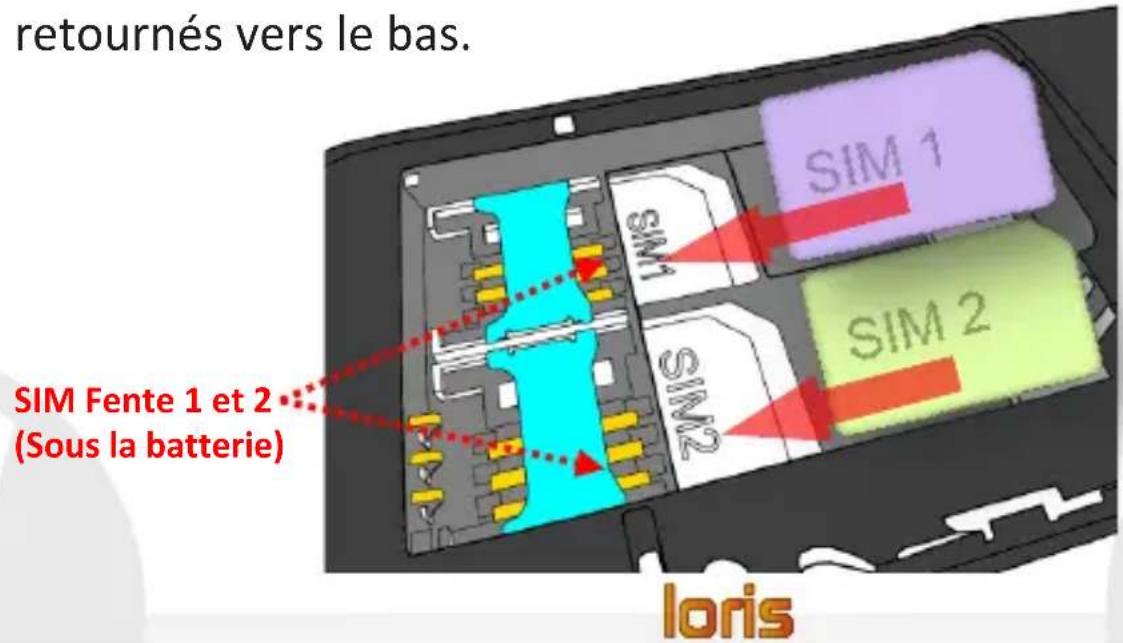 NGM Loris - loris - 1