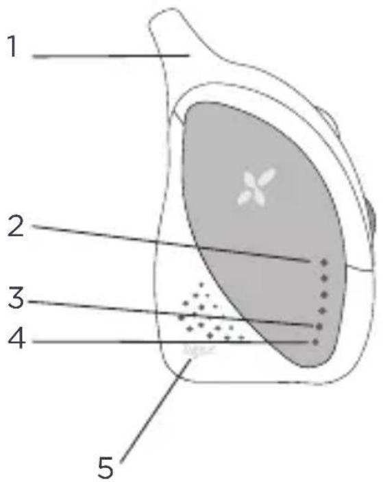 TIGEX Harmony Classic - DESCRIPTION DE L'UNITÉ BÉBÉ - 1