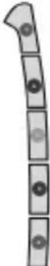 Tevion MD 80383 - Technische gegevens 25 - 7