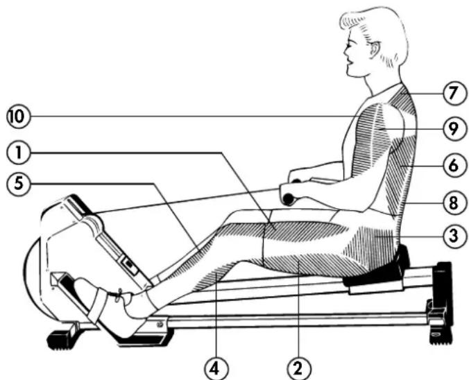 KETTLER Coach LS - Which muscles are called on - 1