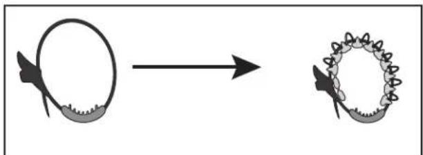 Saris Freedom - LOAD BIKES / CARGAR BICICLETAS / CHARGEMENT DES VÉLOS - 14