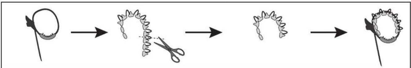 Saris Freedom - LOAD BIKES / CARGAR BICICLETAS / CHARGEMENT DES VÉLOS - 15