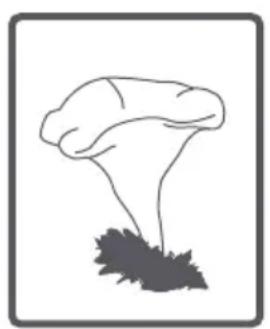 TELEFUNKEN TLL1209 - Tambour - 16