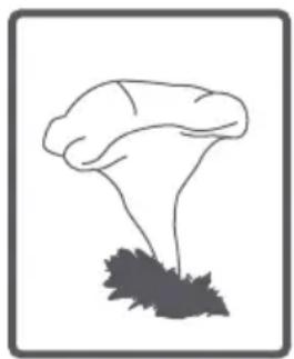 TELEFUNKEN TEL1206DDBA++ - Tambour - 16