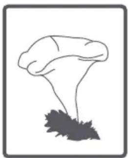 ATLANTIC A805A+ - Tambour - 18