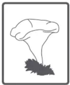 ATLANTIC A1207B - Tambour - 16