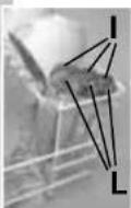 IBERNA LSI 50 N - panier inférieur (fig. 3) - 2