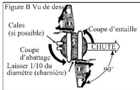 Shindaiwa 269TCS - Abattage d'un Arbre - 3