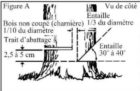 Shindaiwa 269TCS - Abattage d'un Arbre - 2