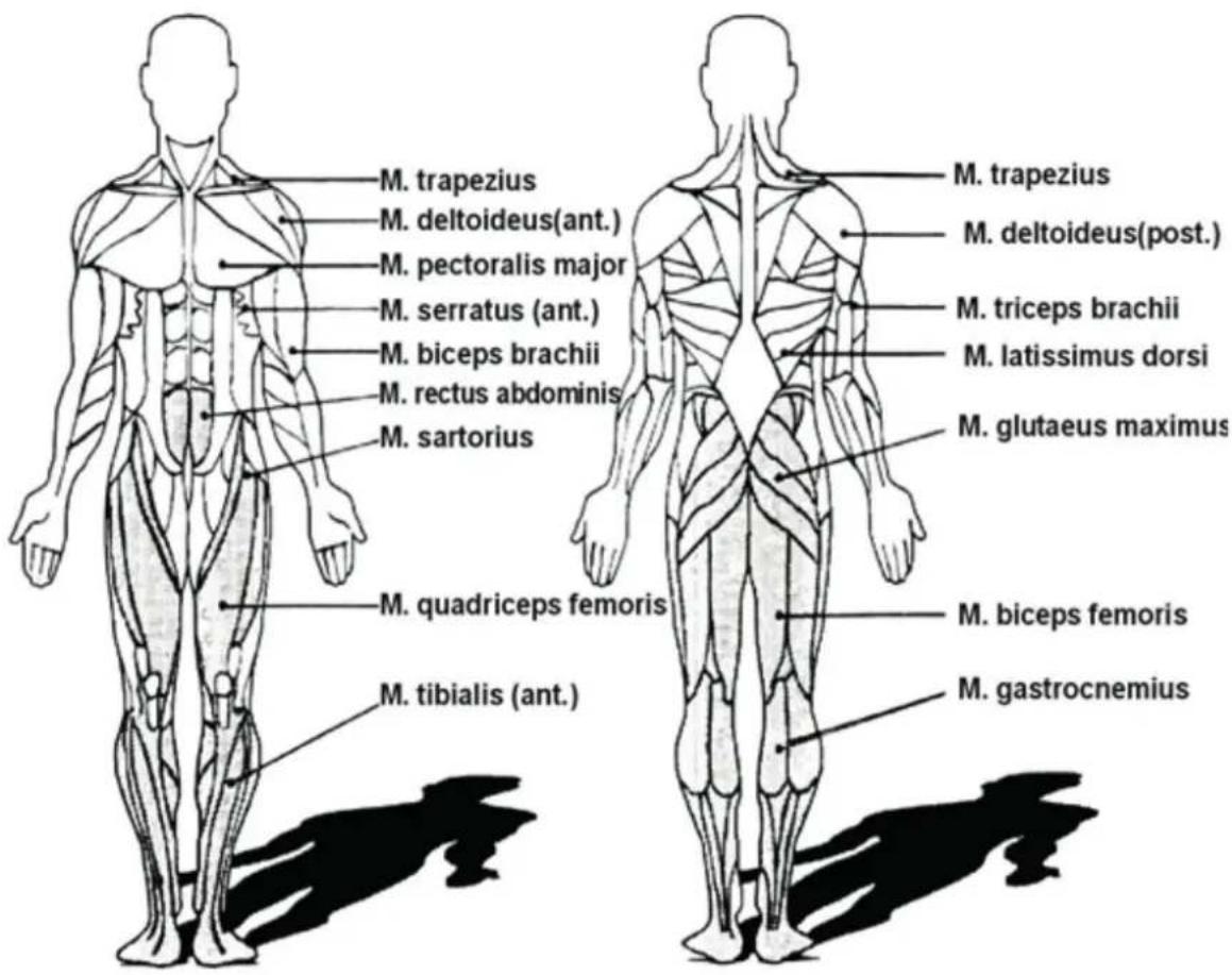 Skandika Theseus SF1620 - Stretching exercises for the leg-muscles - 1