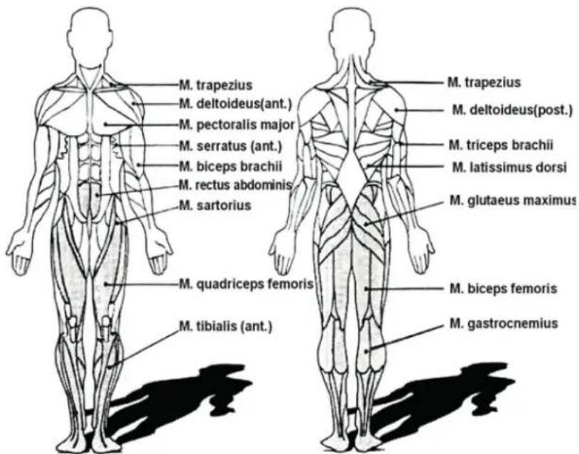 Skandika Theseus SF1620 - Dehnübungen für die Beinmuskulatur - 1