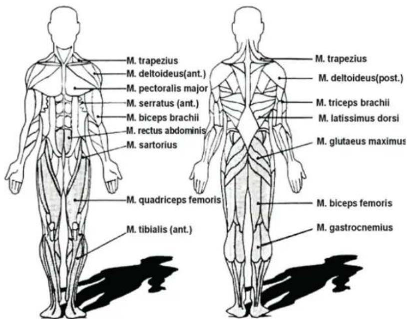 Skandika Theseus SF1620 - Exercices d'extension pour la musculature des jambes - 1