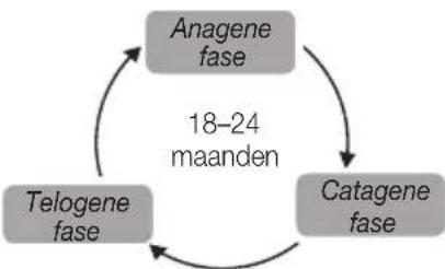 BEURER SalonPro System IPL 9000 - Welke invloed heeft de haargroeicyclus op ontharing metlicht? - 2
