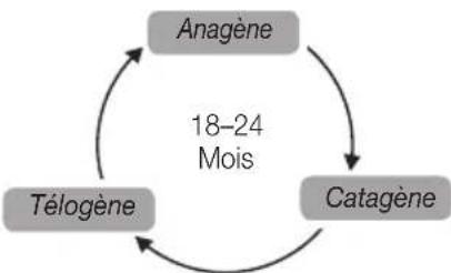 BEURER SalonPro System IPL 9000 - Quelle influence le cycle de croissance des poils a-t-il sur l'epilation à la lumière ? - 1