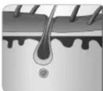BEURER SalonPro System IPL 9000 - Welke invloed heeft de haargroeicyclus op ontharing metlicht? - 1