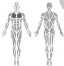 TAURUS WS7 - Musculation des pectoraux par traction oblique - 2