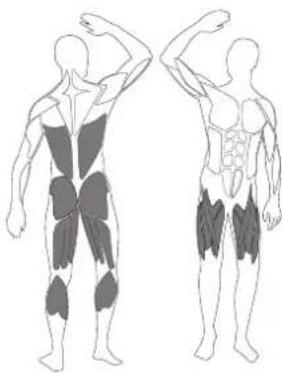 LANAFORM Power New Tech - FR - ETIREMENT DU TRICEPS - 1