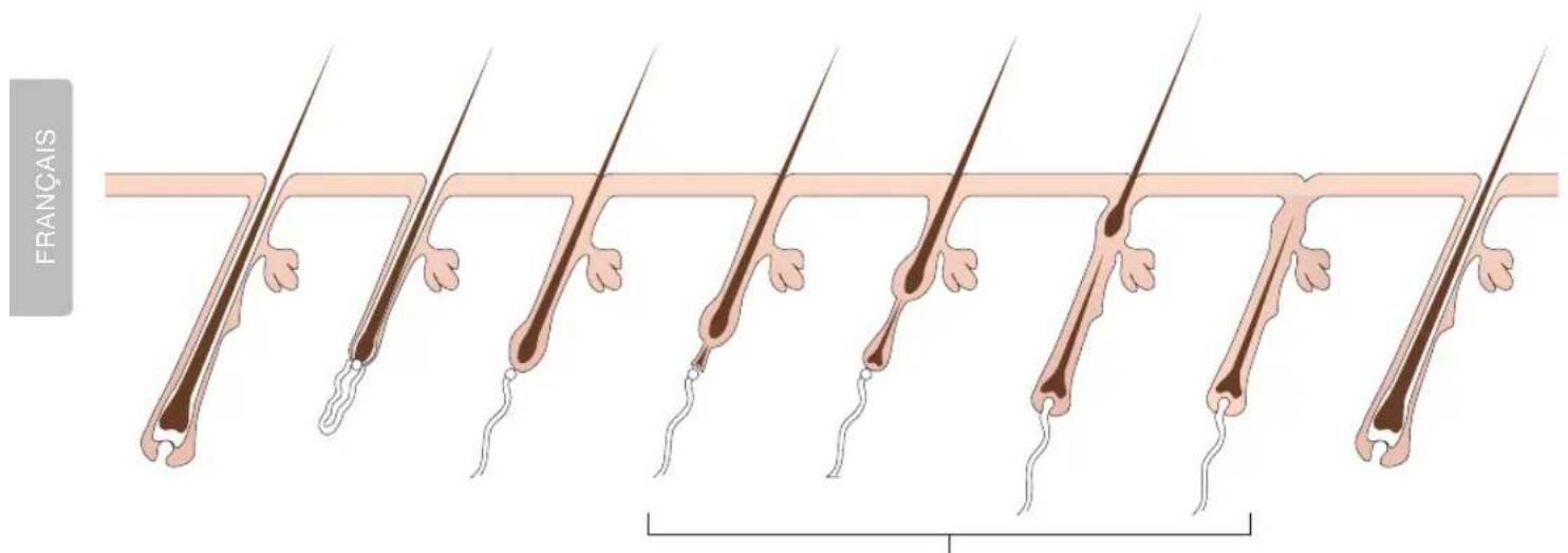 RIO IPL Pro - CYCLE DE CROISSANCE DES POILS - 1