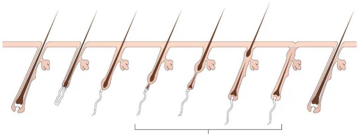 RIO IPL Pro - DE HAARGROEICYCLUS - 1