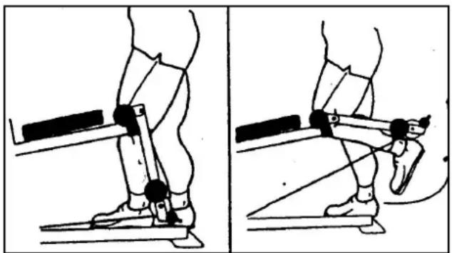 Striale SH6000 - - 1 Muscles de flexion des jambes (ischios jambiers) - 1