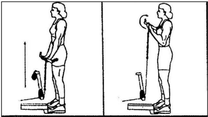 Striale SH6000 - Musculation : fléchisseurs des bras (biceps) - 1