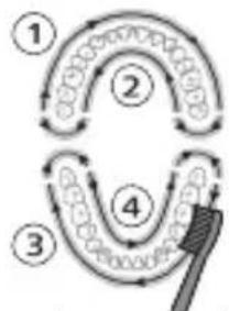 PHILIPS Sonicare ProtectiveClean 6100 HX6870 - Come spazzolare i denti - 3