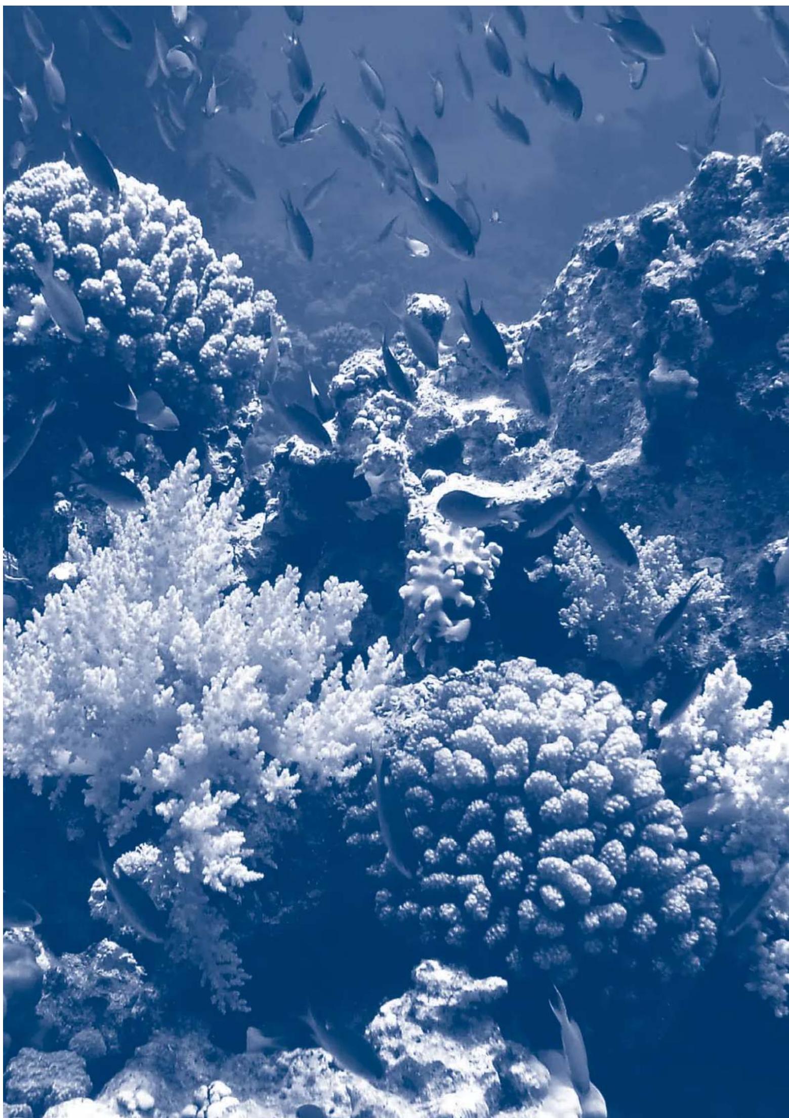 Ferplast Cayman 110 Scenic - Ferplast Ukraine - 1