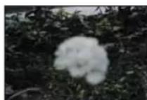 SAMSUNG SMXF50SP - Mise au point sur un sujet rapproché - 2