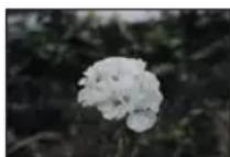 SAMSUNG SMXF50SP - Mise au point sur un sujet rapproché - 1