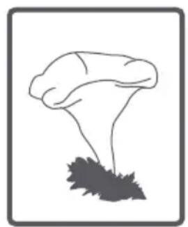 Clayton CL1006T15 - Tambour - 16