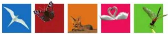 Life & Mobility NewBug - Garantiebedingungen - 1