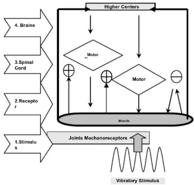 DKN XG10 Pro - All you need to know WHOLE BODY VIBRATION: How it works - 2