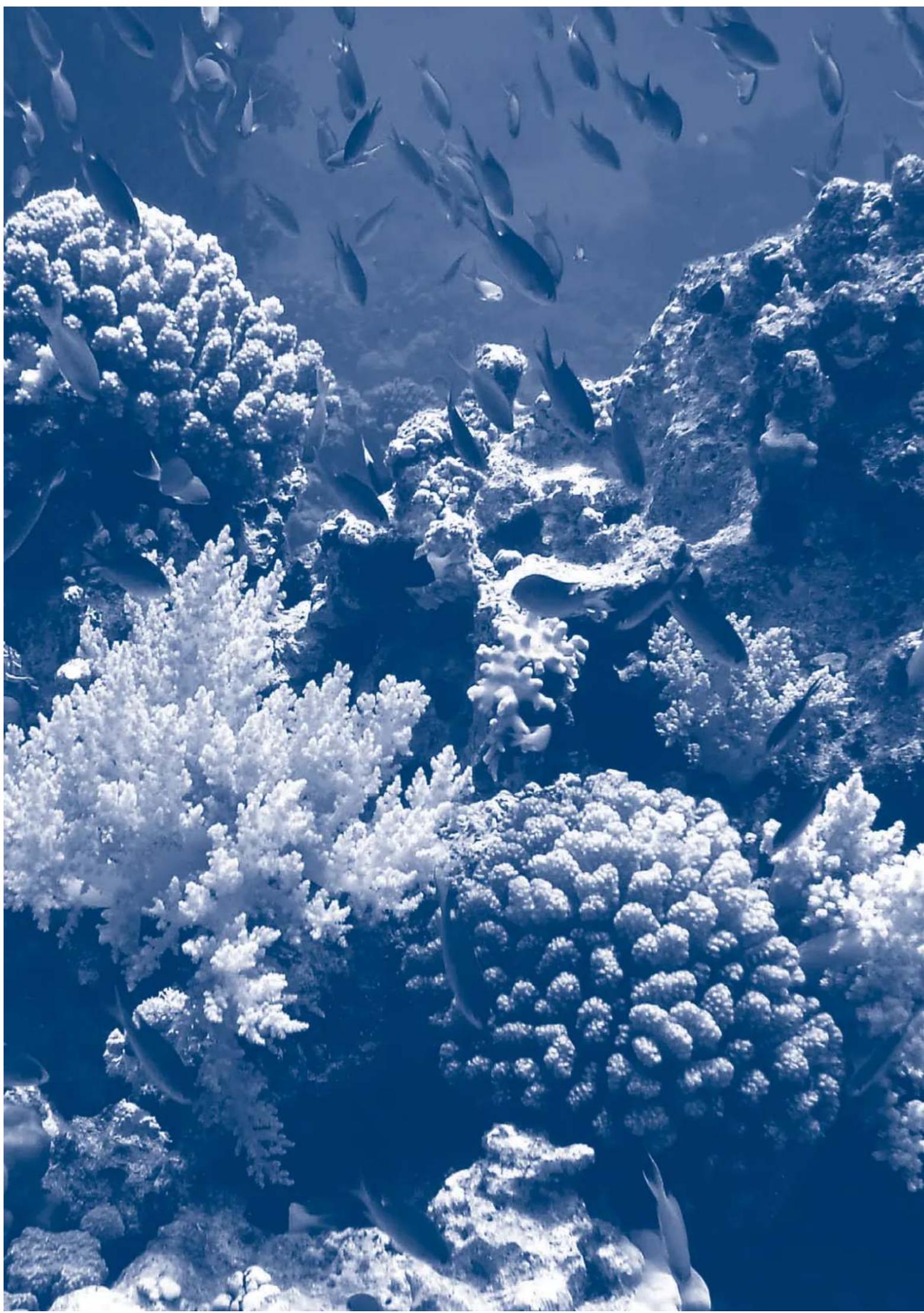 Ferplast Cayman 80 Scenic - Ferplast Ukraine - 2