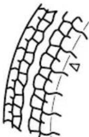 MAZDA MX5 (2003) - Pneus usés: - 1