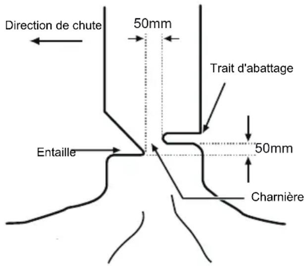 MCCULLOCH Li 40CS - ABATTAGE D'UN ARBRE - 1
