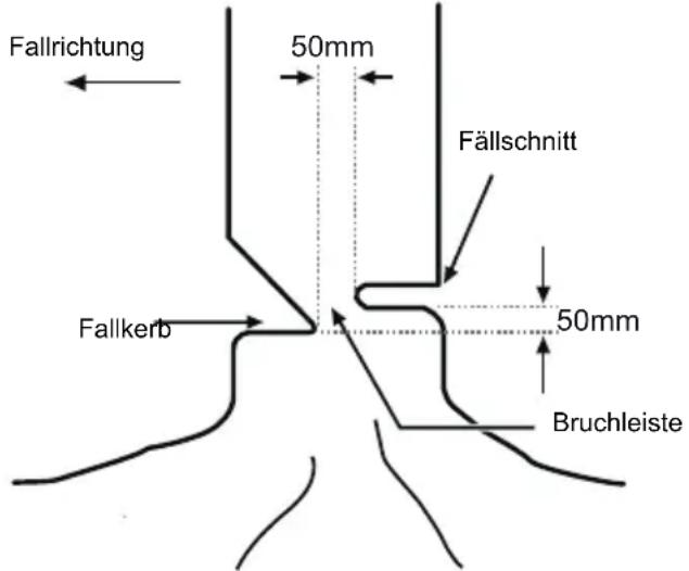 MCCULLOCH Li 40CS - GRUNDSÄTZLICHE Fäll-, ENTAST- und QUERSCHNEIDE-TECHNIKEN EINEN BAUM FällEN - 1